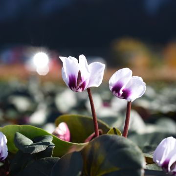 Cyclamen coum Wit - Alpenviooltje