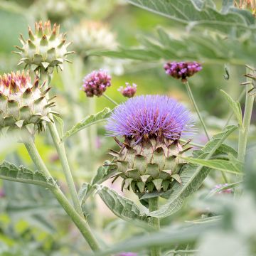 Cynara cardunculus - Kardoen