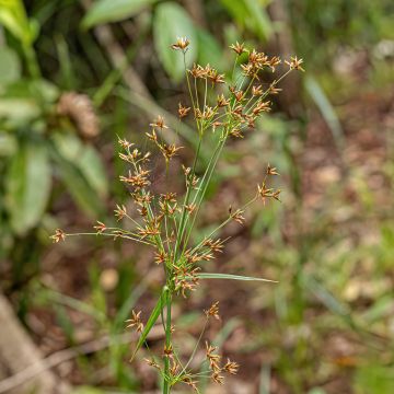 Cyperus longus - Rood cypergras