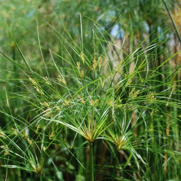 Cyperus papyrus Cleopatra - Papyrusplant