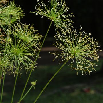 Cyperus prolifer - Dwergpapyrus