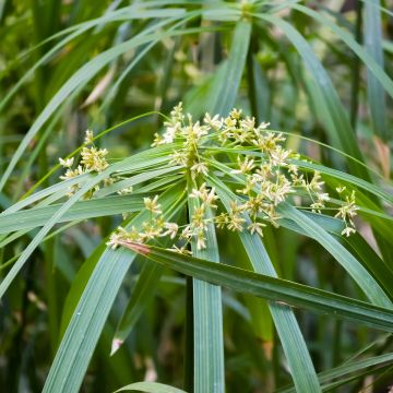 Cyperus alternifolius - Parapluplant