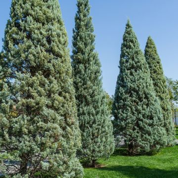 Cupressus arizonica Fastigiata - Montereycipres