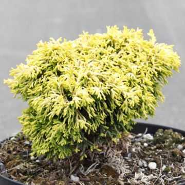 Chamaecyparis obtusa Butterball - Hinoki cipres