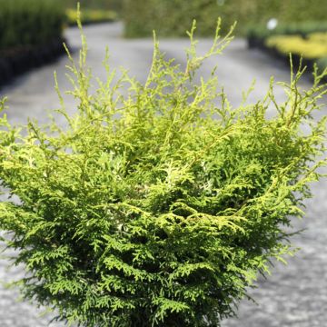 Chamaecyparis obtusa Lucas - Hinoki cipres