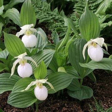 Cypripedium Sabine Pastel - Vrouwenschoentje