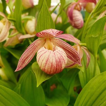 Cypripedium Bernd - Vrouwenschoentje