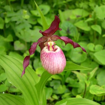 Cypripedium Gisella - Vrouwenschoentje