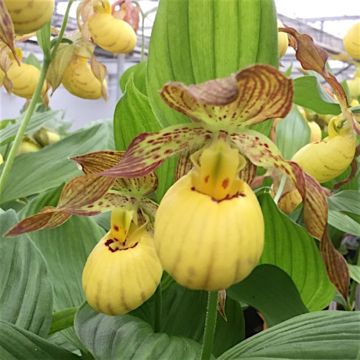 Cypripedium Inge - Vrouwenschoentje