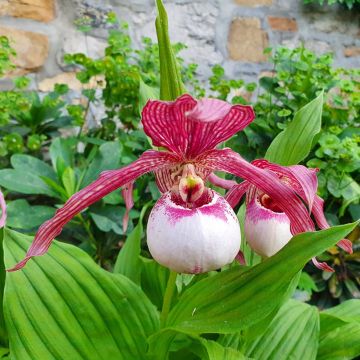 Cypripedium Lucy Pinkepank - Vrouwenschoentje