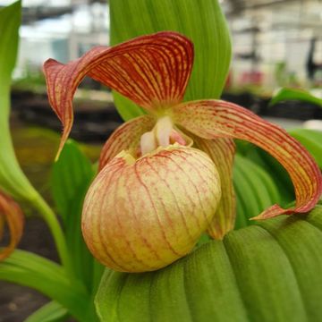 Cypripedium Tania Pinkepank - Vrouwenschoentje