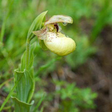 Cypripedium flavum - Vrouwenschoentje
