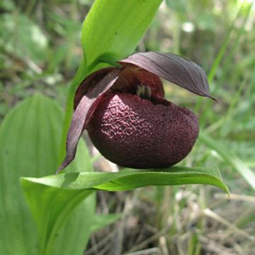 Cypripedium smithii - Venusschoentje