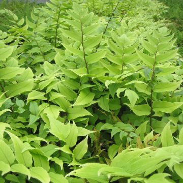 Cyrtomium fortunei clivicola - IJzervaren