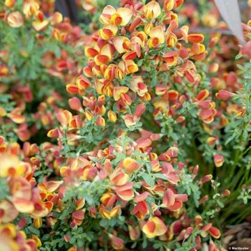 Cytisus scoparius Lena - Brem