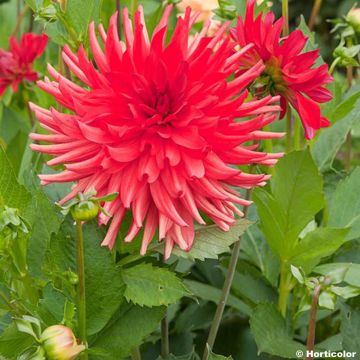 Dahlia Admiral - cactusdahlia