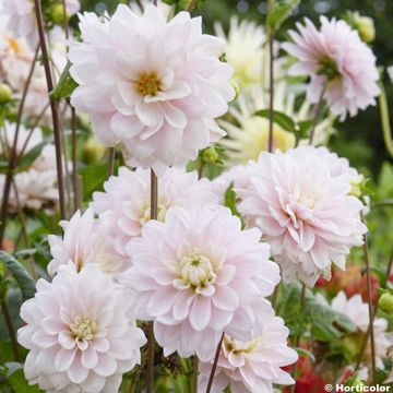 Dahlia Silver Years - Waterleliedahlia