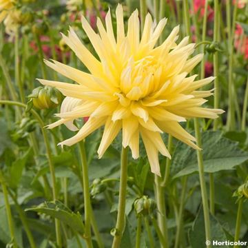 Dahlia Chabada - cactusdahlia