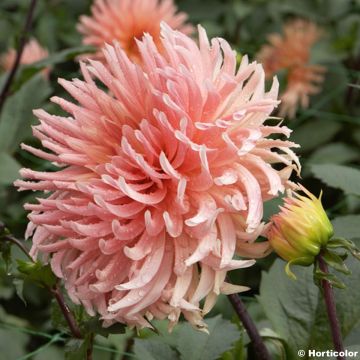 Dahlia Soeur Clarentine - cactusdahlia