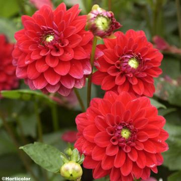 Dahlia Crack - decoratieve dahlia