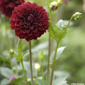 Dahlia Faro - decoratieve dahlia