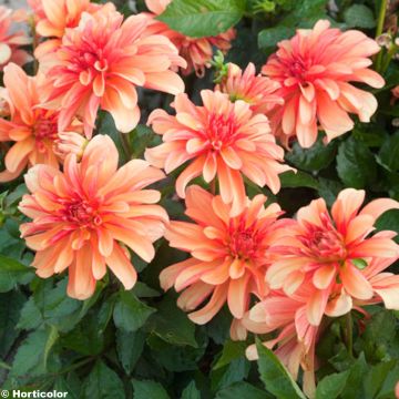 Dahlia Gallery Cobra - dwergdahlia