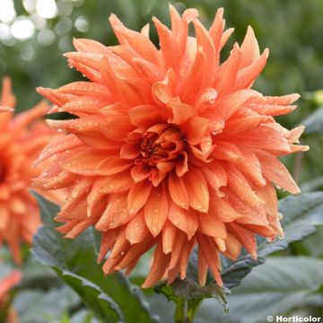 Dahlia Life Force - grootbloemige dahlia