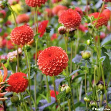 Dahlia Magnificat - decoratieve dahlia