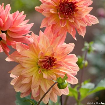 Dahlia Melba - decoratieve dahlia