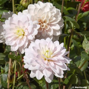 Dahlia Naples - decoratieve dahlia