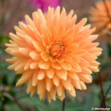 Dahlia Sumatra - Cactusdahlia dwerg