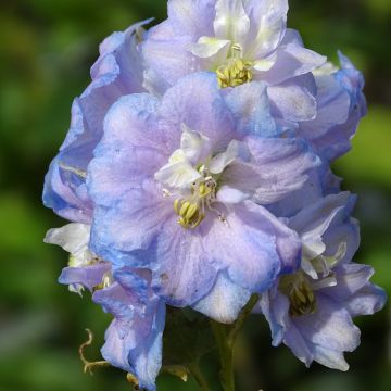 Delphinium Pacific Summer Skies - Ridderspoor