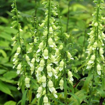 Digitalis laevigata Alba - Vingerhoedskruid