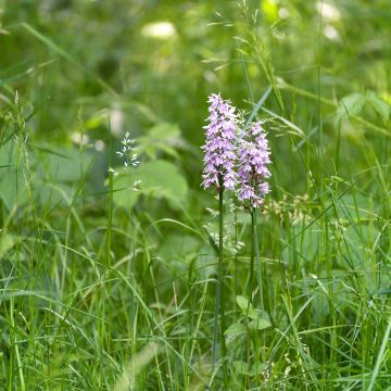 Dactylorhiza Estella G - Bosorchis