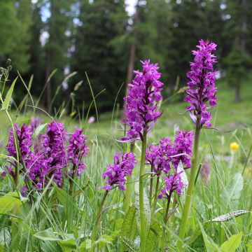 Dactylorhiza majalis - Brede orchis