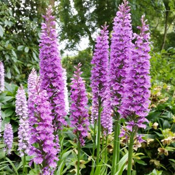 Dactylorhiza praetermissa - Rietorchis