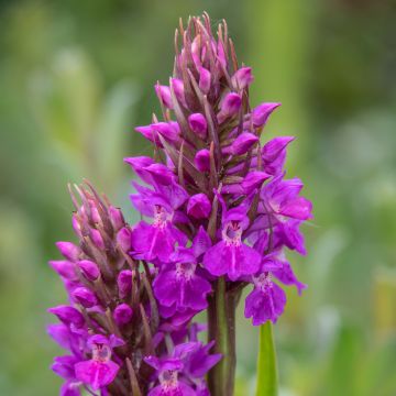 Dactylorhiza praetermissa - Rietorchis