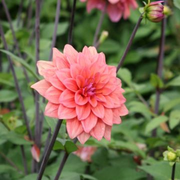 Dahlia American Dawn - decoratieve dahlia