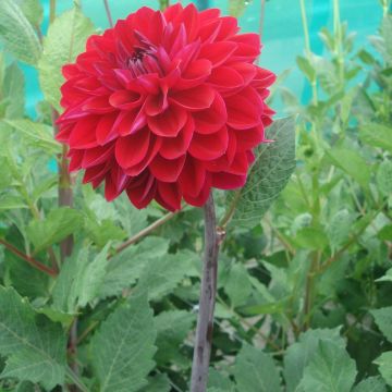 Dahlia Anne Cornelia - decoratieve dahlia