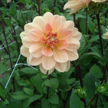 Dahlia Apricot Desire - Waterleliedahlia