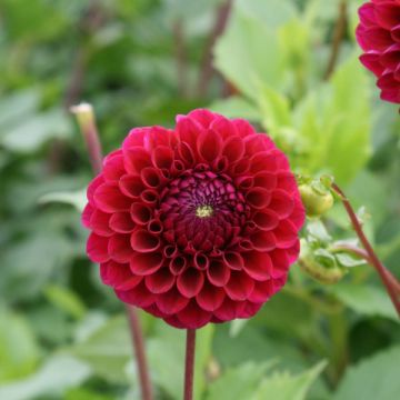 Dahlia Babette - baldahlia