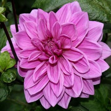 Dahlia Babylon Rose - decoratieve dahlia