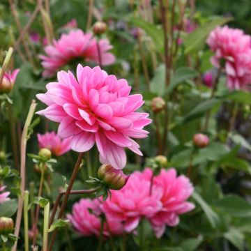 Dahlia Barcelona - decoratieve dahlia