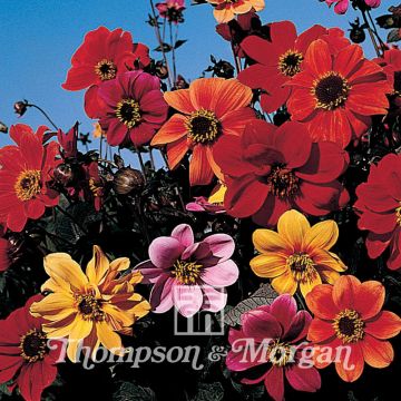 Dahlia Bishops Children (zaad)