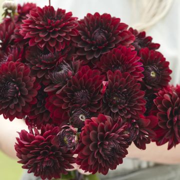 Dahlia Black Destiny - decoratieve dahlia