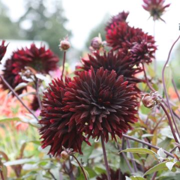 Dahlia Black Jack - Semicactus dahlia