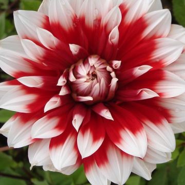 Dahlia Blith Spirit - grootbloemige dahlia