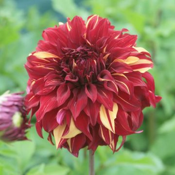 Dahlia Bohemian Spartacus - grootbloemige dahlia