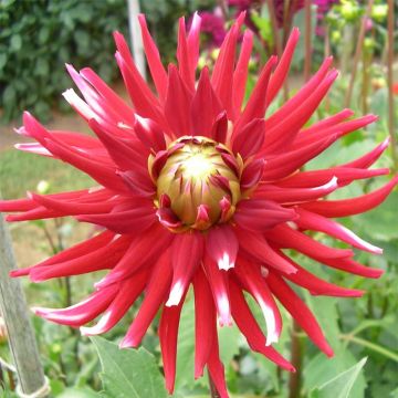 Dahlia Friquolet - cactusdahlia