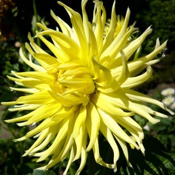 Dahlia Kennemerland - cactusdahlia